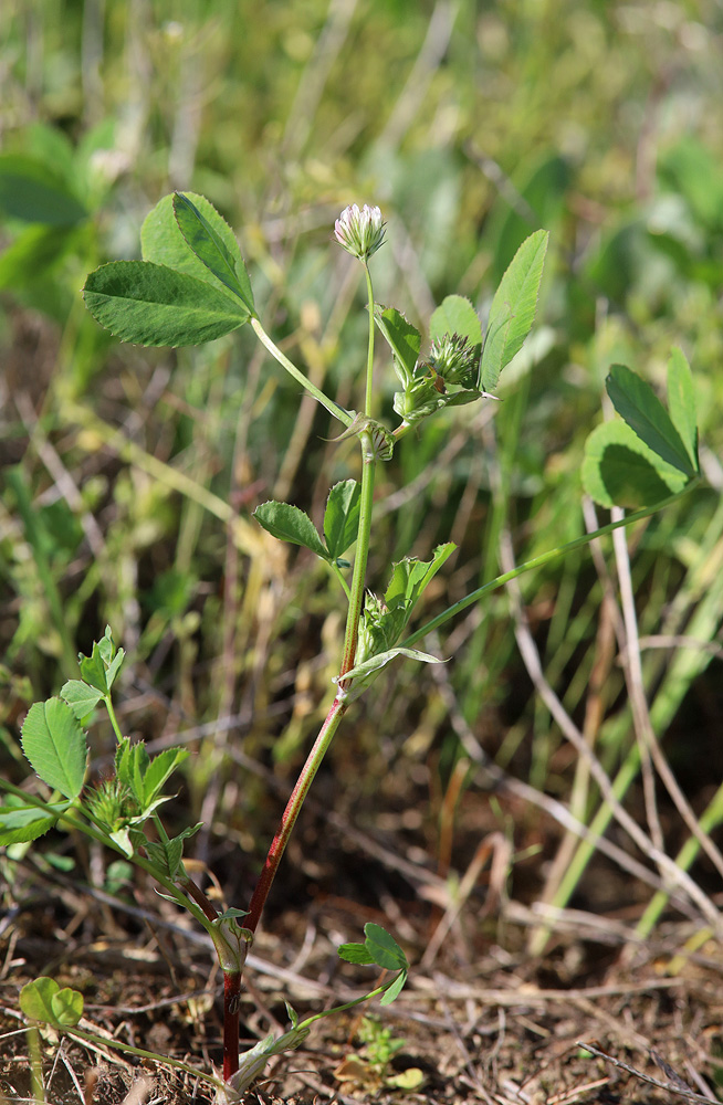 Изображение особи Trifolium angulatum.