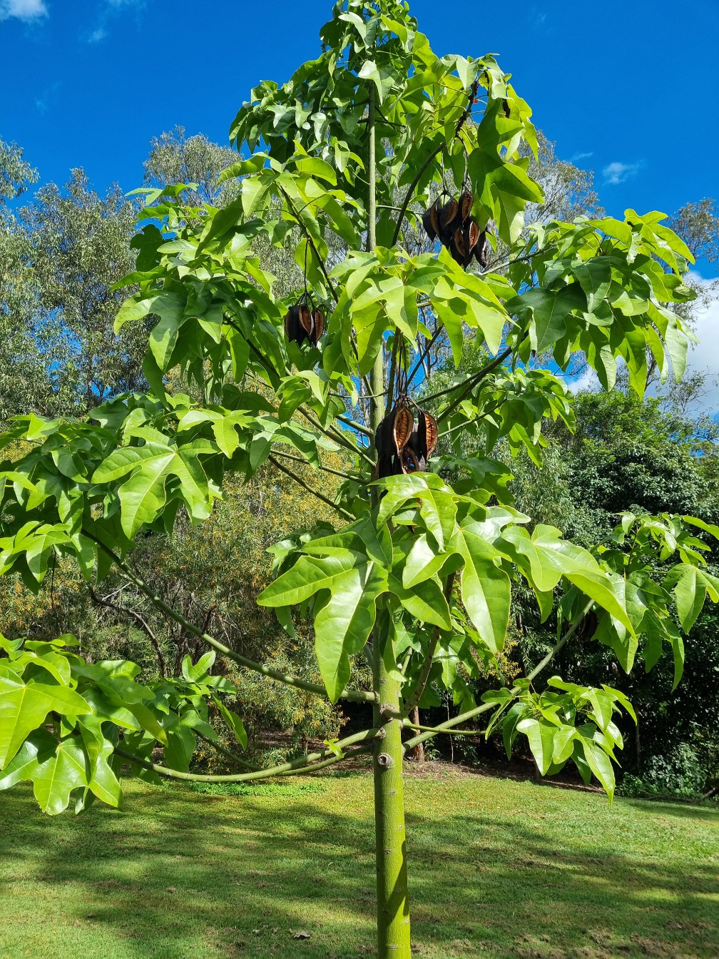 Изображение особи Brachychiton acerifolius.