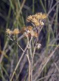 familia Asteraceae. Верхушка прошлогоднего плодоносящего побега. Пермский край, Кунгурский р-н, окр. с. Каширино, долина р. Сылва, обнажение гипсов, крутой задернованный склон. 06.06.2021.