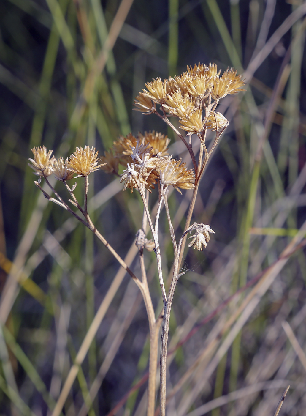 Изображение особи семейство Asteraceae.