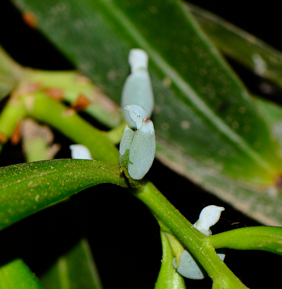 Изображение особи Podocarpus elatus.