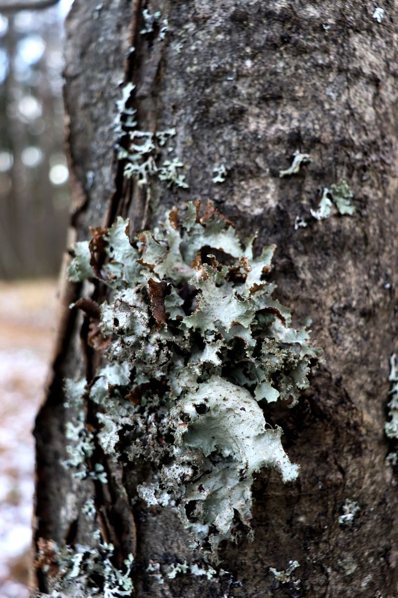 Изображение особи Platismatia glauca.