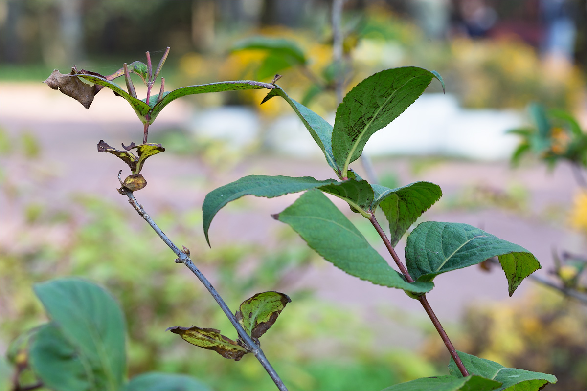 Image of Weigela middendorffiana specimen.