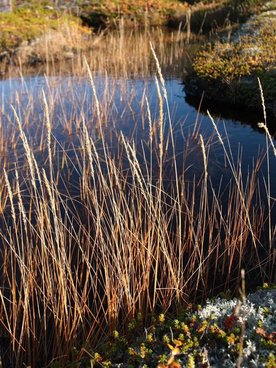 Image of Calamagrostis neglecta specimen.