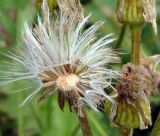 Tephroseris integrifolia. Соплодия. Республика Алтай, Онгудайский р-н, пер. Семинский, субальпйский луг. 01.08.2010.