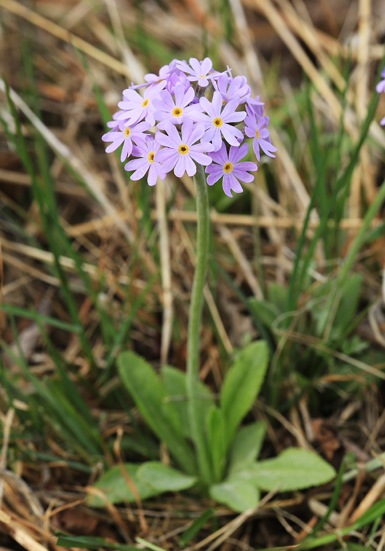 Изображение особи Primula fistulosa.