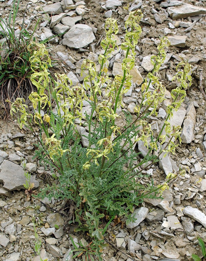 Image of Matthiola daghestanica specimen.