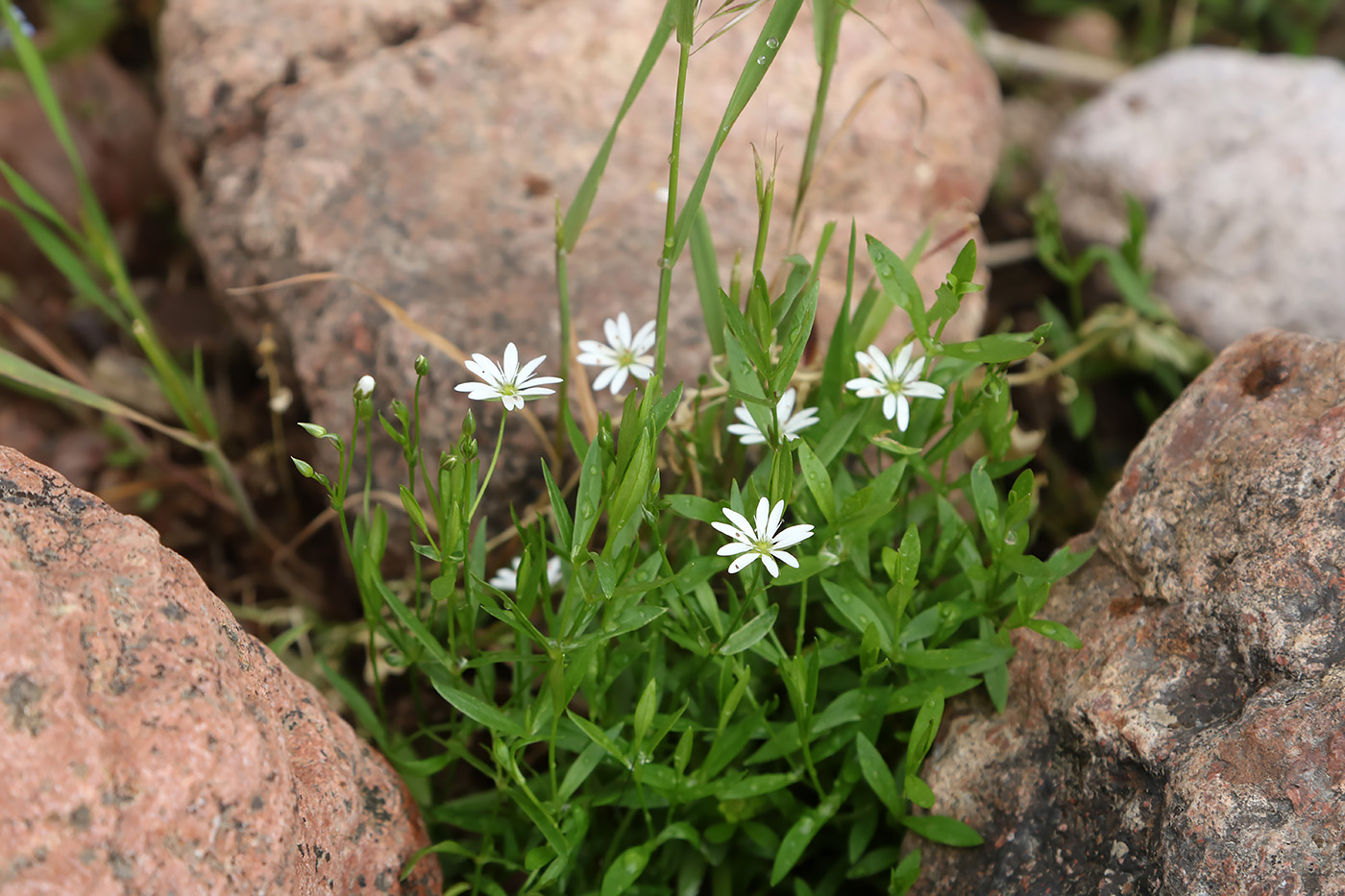 Image of Stellaria brachypetala specimen.