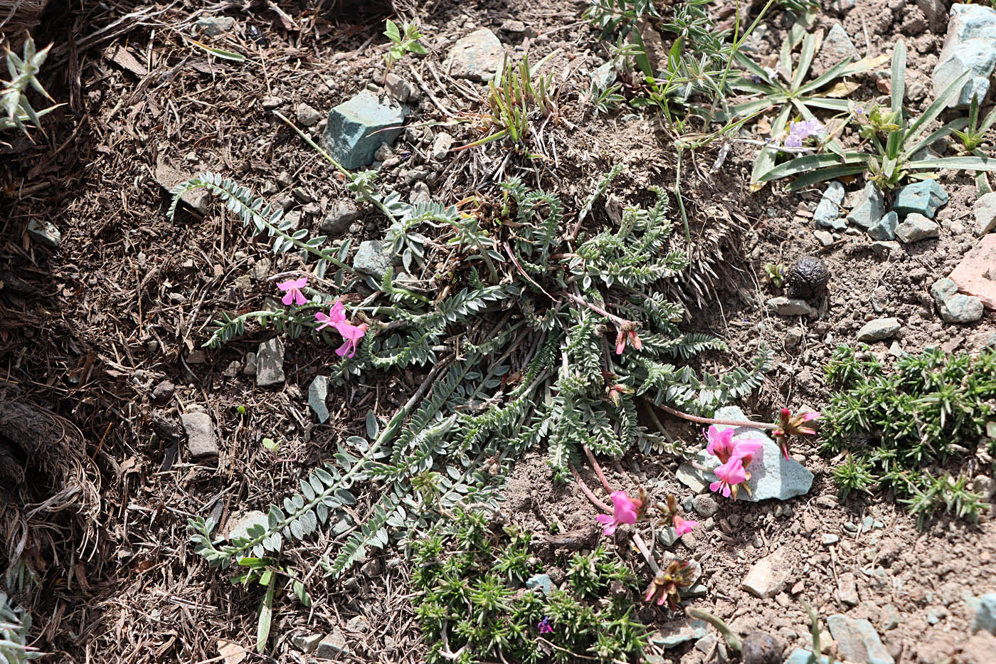 Изображение особи Oxytropis lasiocarpa.