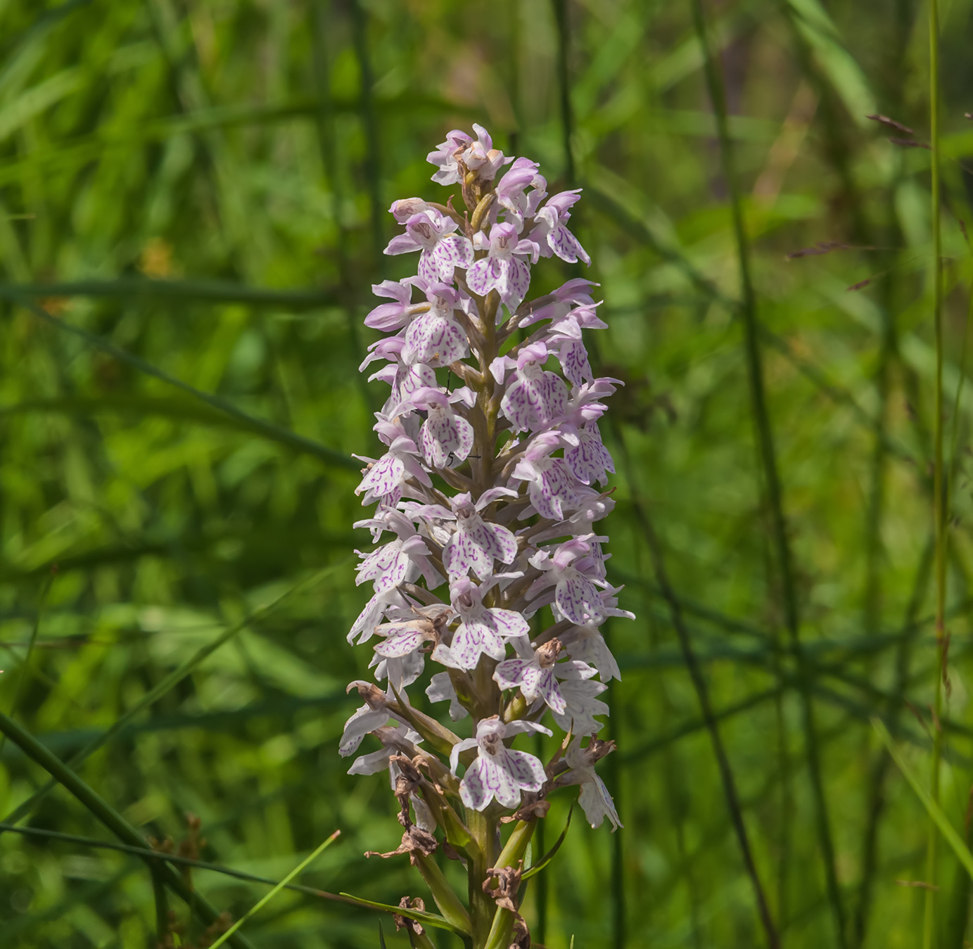 Изображение особи род Dactylorhiza.