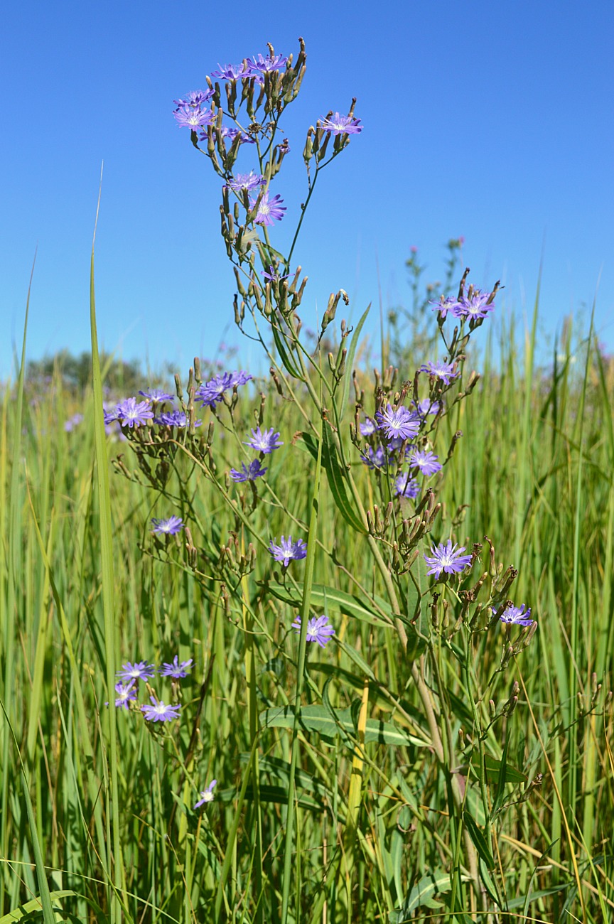 Изображение особи Lactuca tatarica.