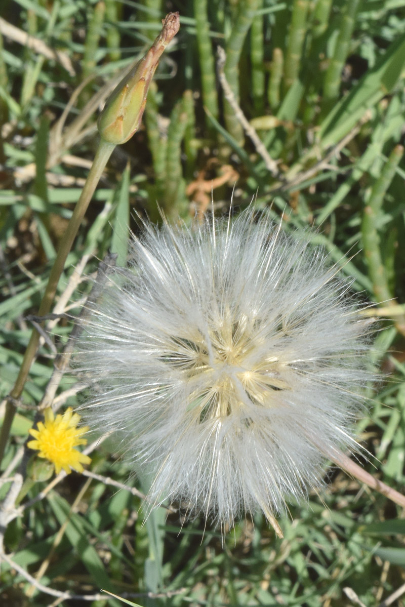 Image of Scorzonera parviflora specimen.