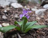 Orchis anatolica. Цветущее растение. Турция, национальный парк \"Олимпос-Бейдаглары\", мыс Гелидония, тропа в сосновом лесу. 05.01.2022.