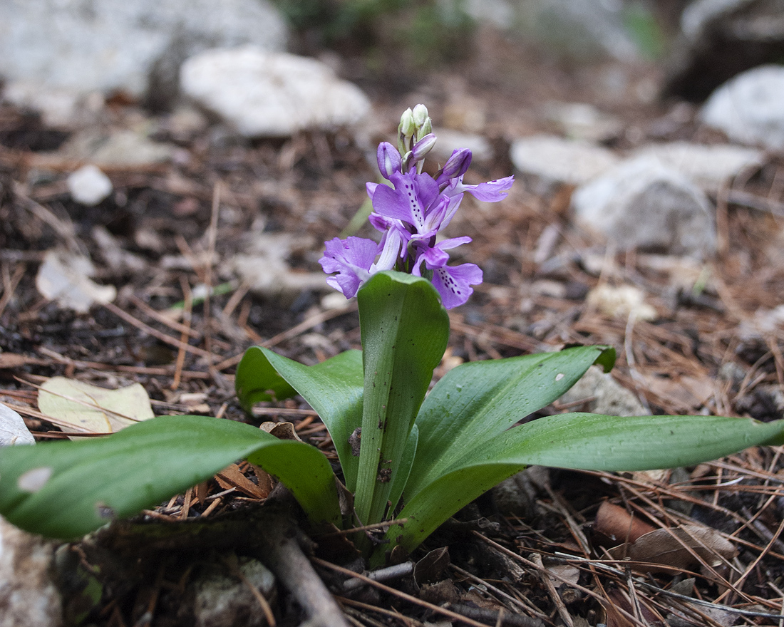 Image of Orchis anatolica specimen.