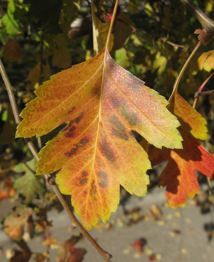 Image of Crataegus &times; media specimen.