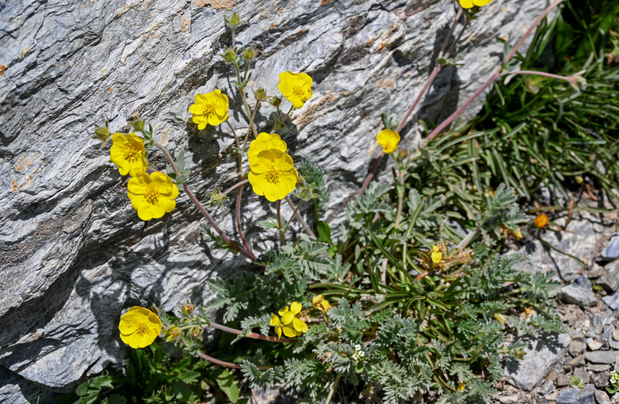 Image of Potentilla pamiroalaica specimen.