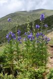 Aconitum karakolicum. Цветущее и плодоносящее растение. Киргизия, Иссык-Кульская обл., Кунгей Алатау, ущ. Григорьевское, ≈2600 м н.у.м., сильно выбитый скотом эродированный склон. 4 августа 2022 г.