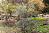 Senna artemisioides. Цветущее и плодоносящее растение. Израиль, г. Иерусалим, ботанический сад университета. 30.11.2022.