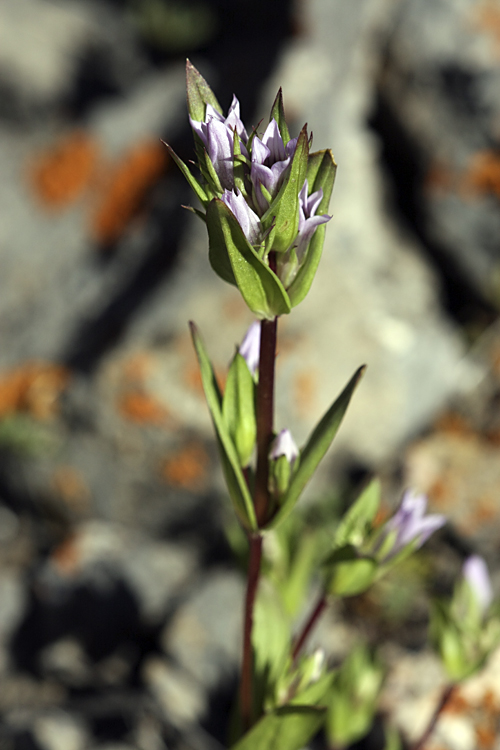 Image of Gentianella turkestanorum specimen.