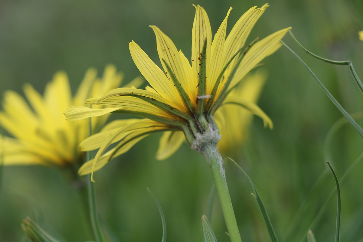 Image of Tragopogon reticulatus specimen.