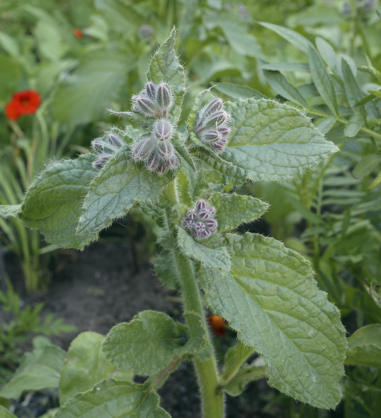 Image of Borago officinalis specimen.