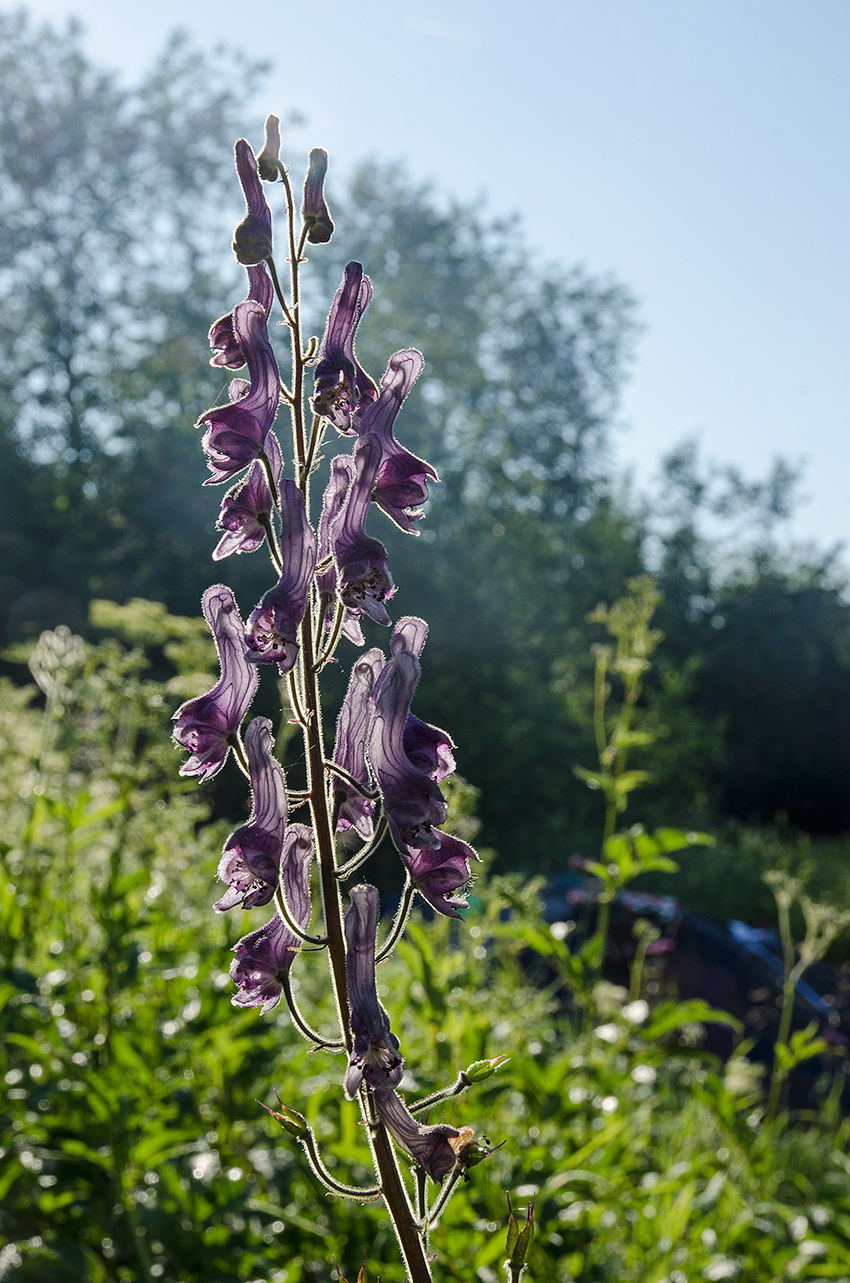 Image of Aconitum septentrionale specimen.