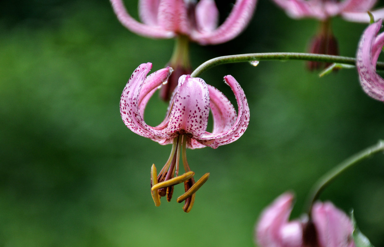 Изображение особи Lilium pilosiusculum.