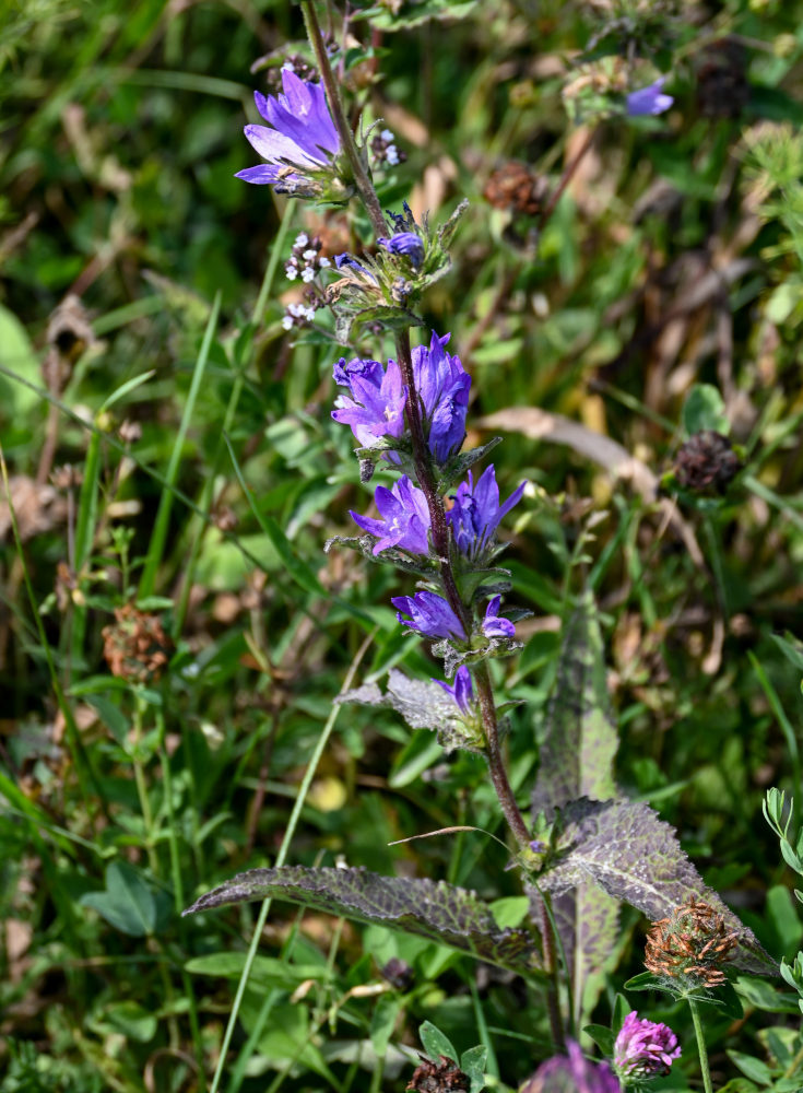 Изображение особи Campanula glomerata.