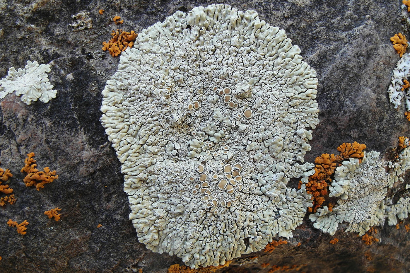 Изображение особи Lecanora muralis.