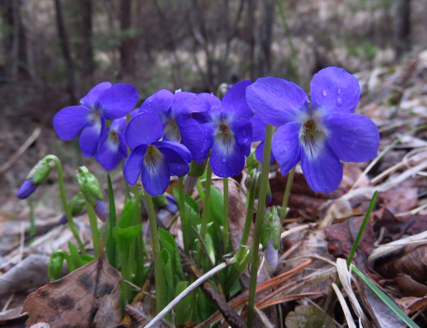 Изображение особи род Viola.