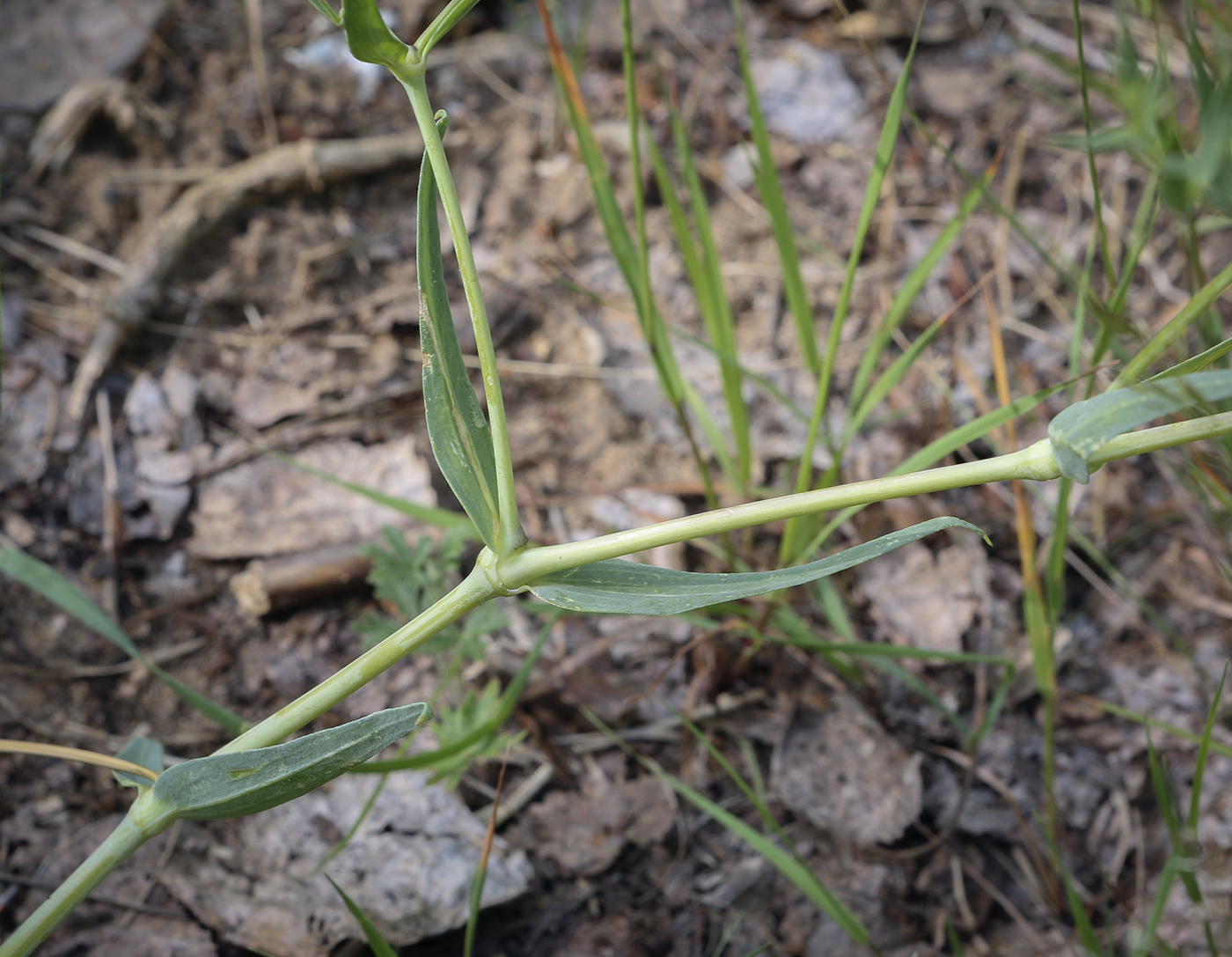 Image of Gypsophila paniculata specimen.