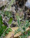 Oxytropis pilosa. Раскрывшиеся соплодия. Оренбургская обл., Кувандыкский гор. округ, окр. г. Кувандык, каменистый участок лугового склона. 06.07.2023.