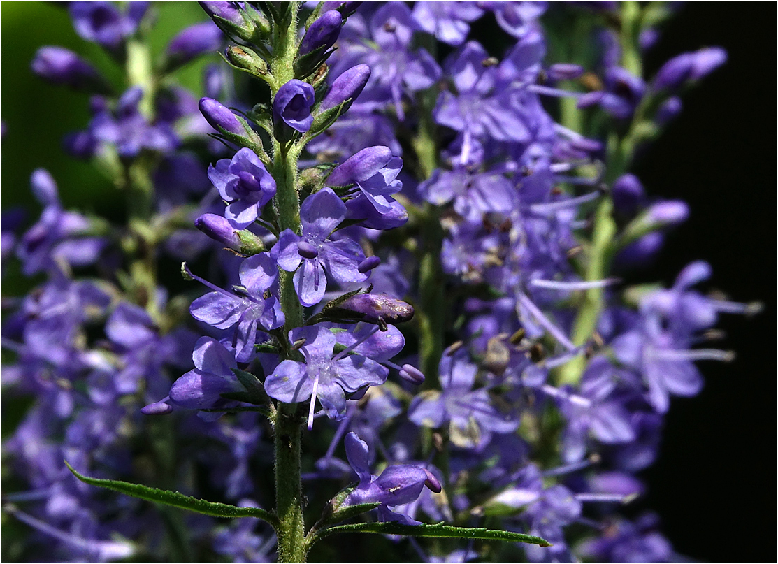 Image of Veronica longifolia specimen.