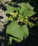 Xanthium orientale