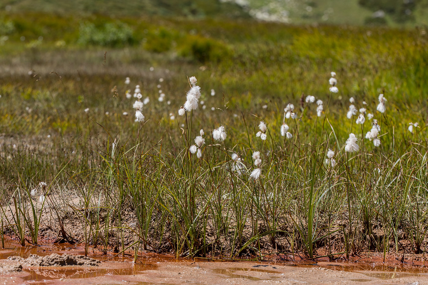 Image of Eriophorum angustifolium specimen.