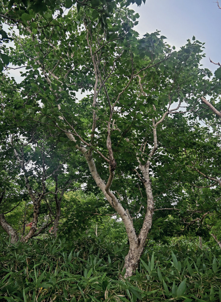 Image of Betula ermanii specimen.