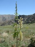 Смотреть изображение Delphinium biternatum