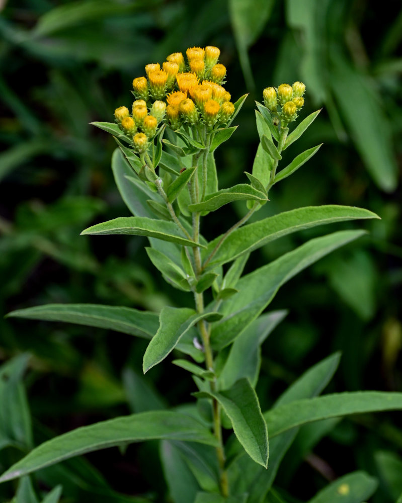 Image of Inula germanica specimen.