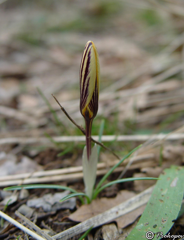 Изображение особи Crocus angustifolius.