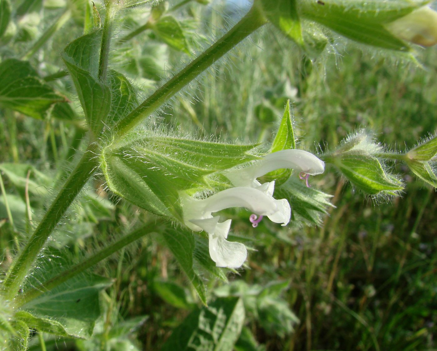 Изображение особи Salvia spinosa.