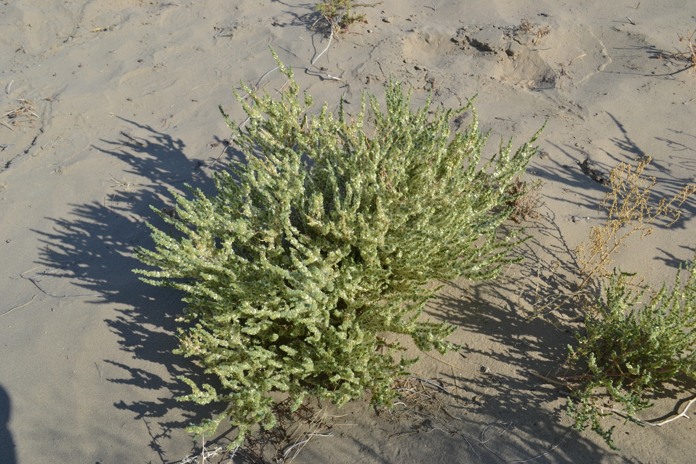 Image of Salsola nitraria specimen.