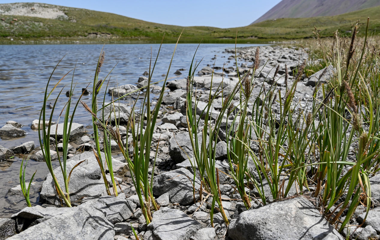 Image of genus Carex specimen.