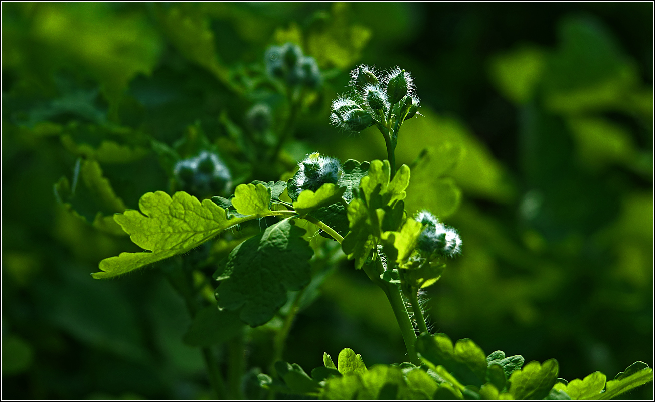 Image of Chelidonium majus specimen.