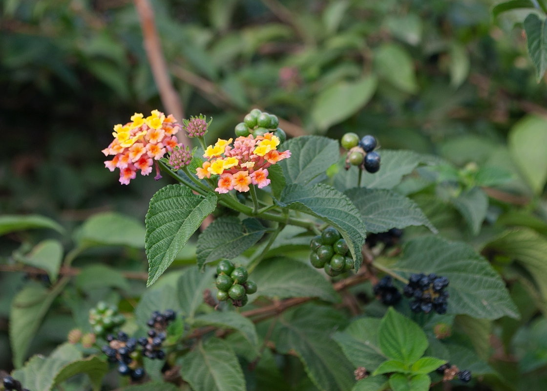 Изображение особи Lantana camara.