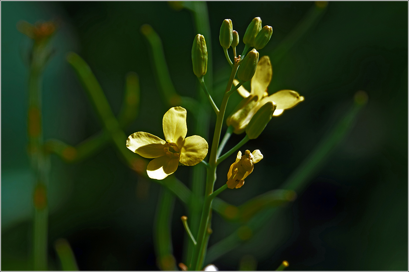 Image of genus Brassica specimen.