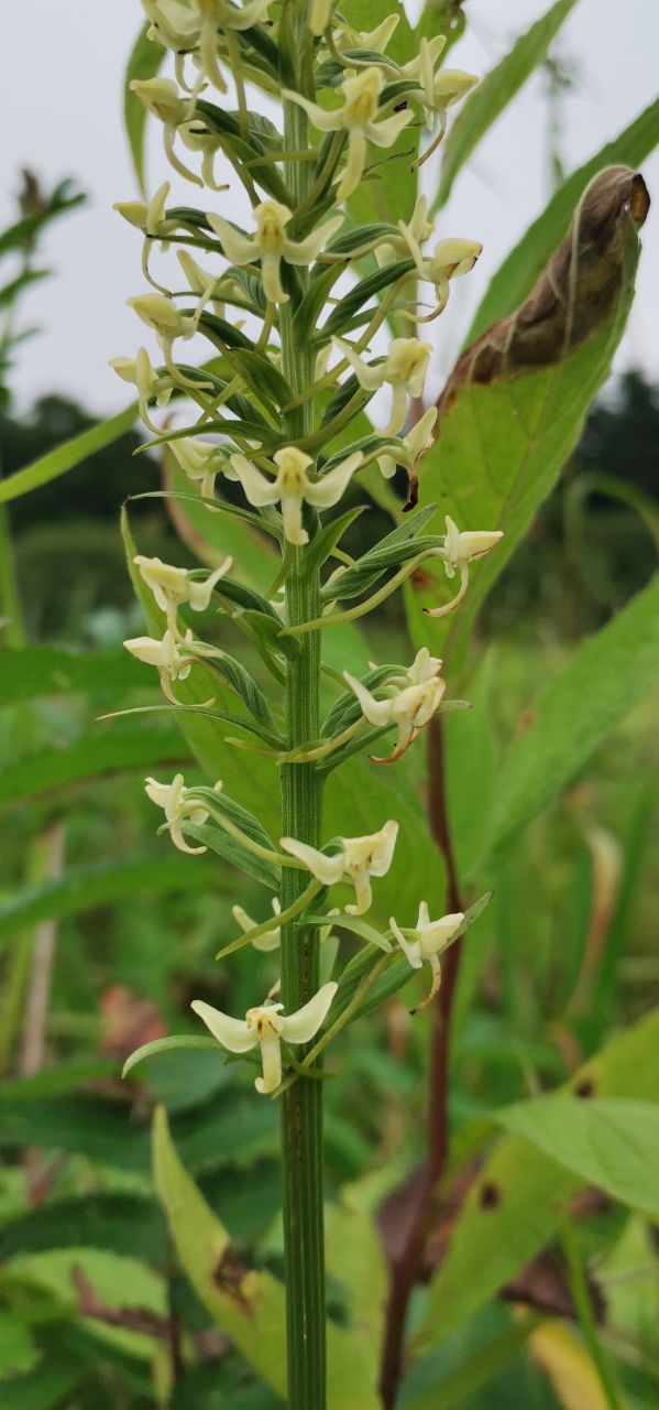 Image of genus Platanthera specimen.