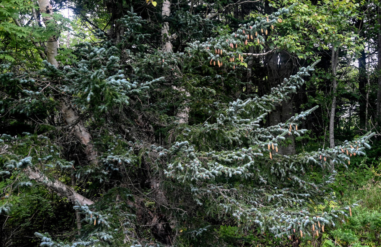 Изображение особи Picea ajanensis.