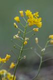 Draba hispida. Соцветие с завязавшимися плодами. Карачаево-Черкесия, Урупский р-н, верховья притока р. Ацгара, каменистый берег ручья. 09.08.2024.