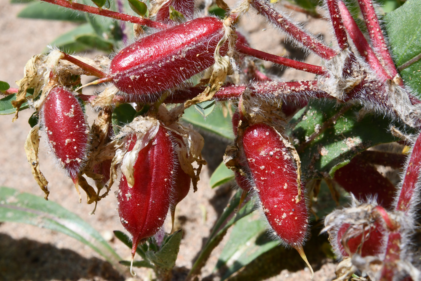 Image of Astragalus rubtzovii specimen.