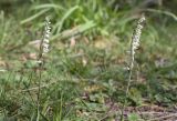 Spiranthes spiralis. Верхушки цветущих растений. Испания, автономное сообщество Каталония, провинция Жирона, комарка Сельва, муниципалитет Сускеда, окр. комплекса «Святой Дом Фар» (Santuari de la Mare de Déu del Far), 1112 м н.у.м, опушка широколиственного леса. 16.10.2024.